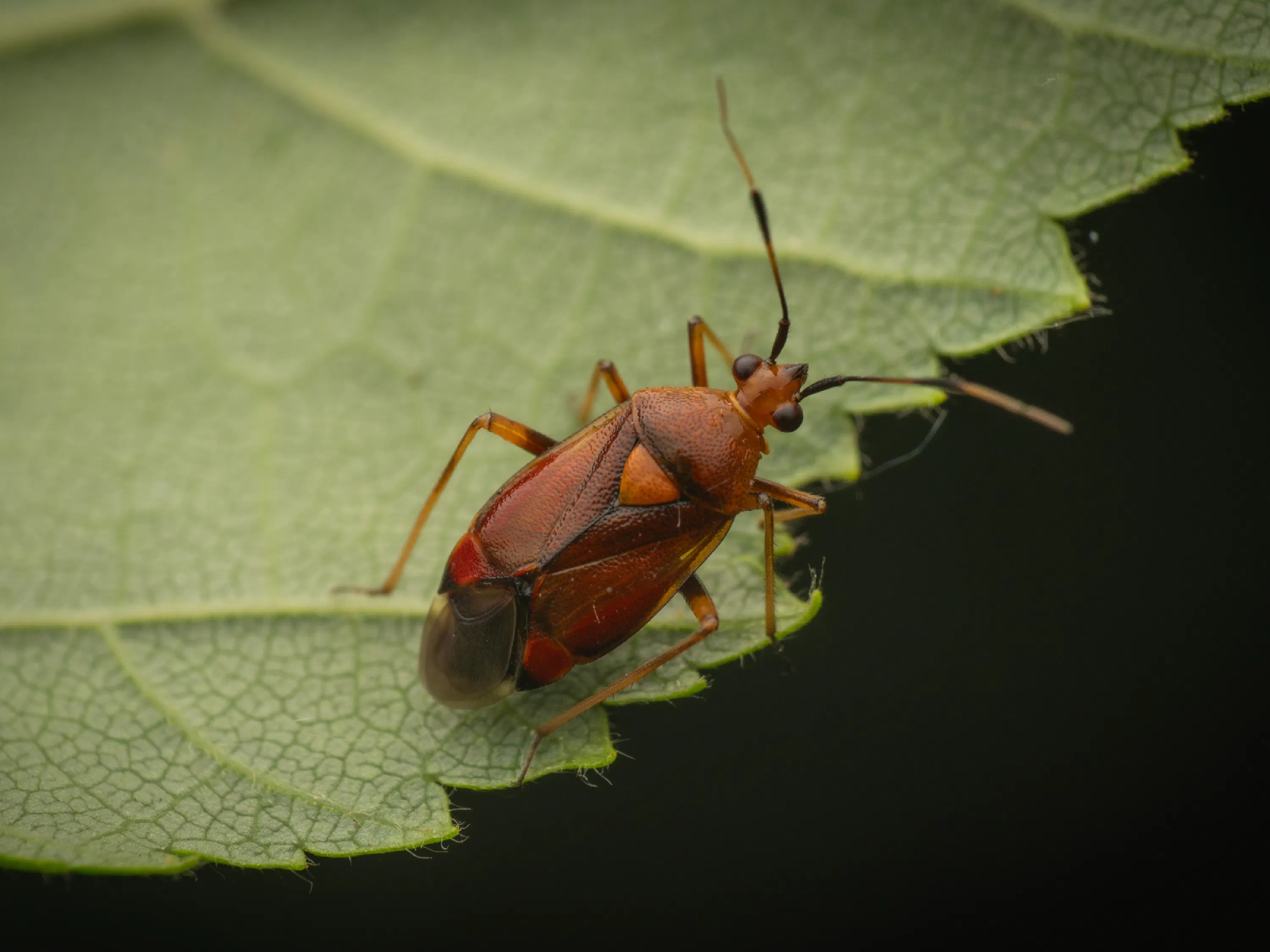Deraeocoris ruber