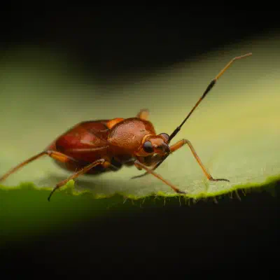 Red-spotted Plant Bug