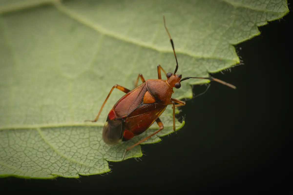 red-spotted plant bug – No. 9
