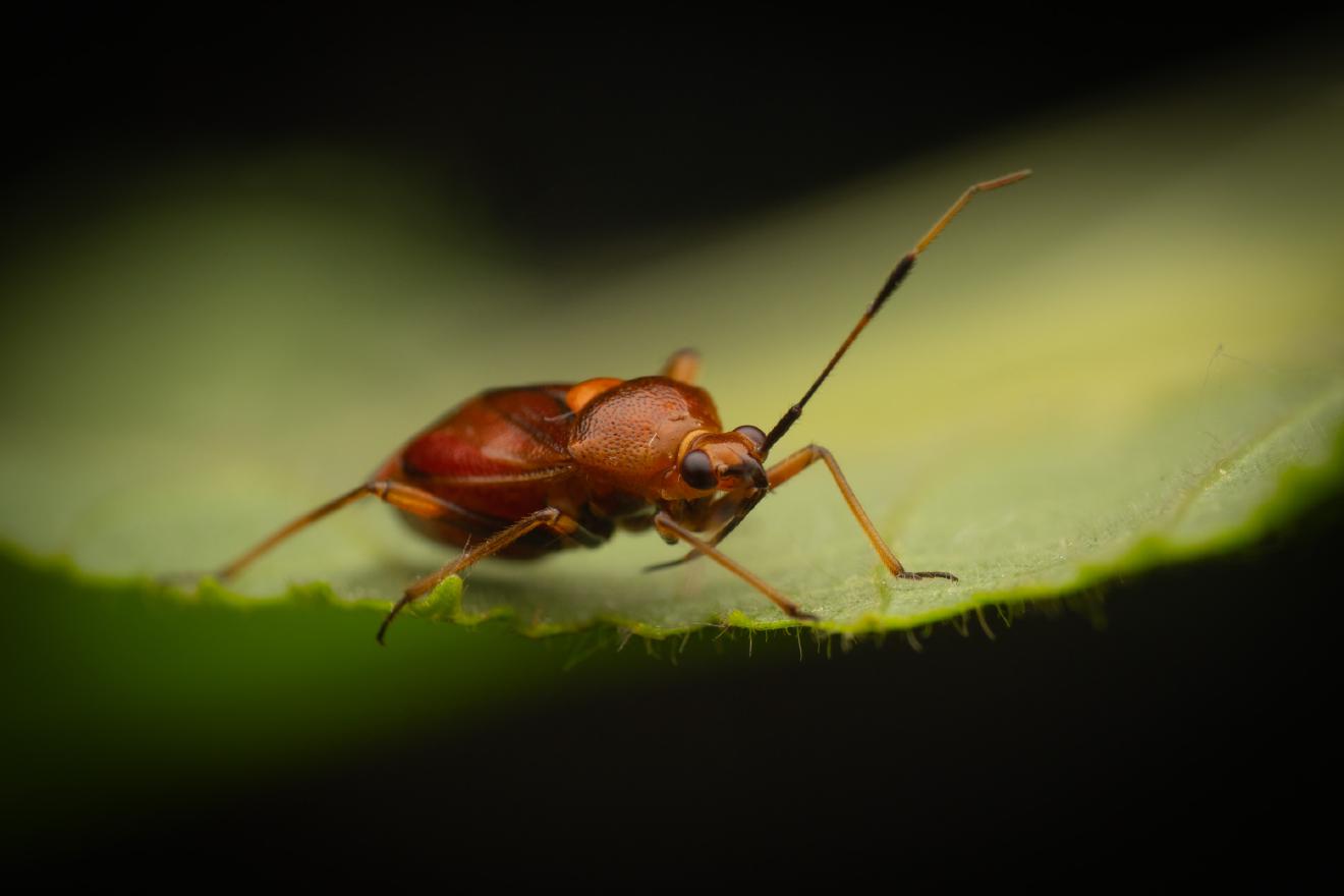 red-spotted plant bug – No. 11