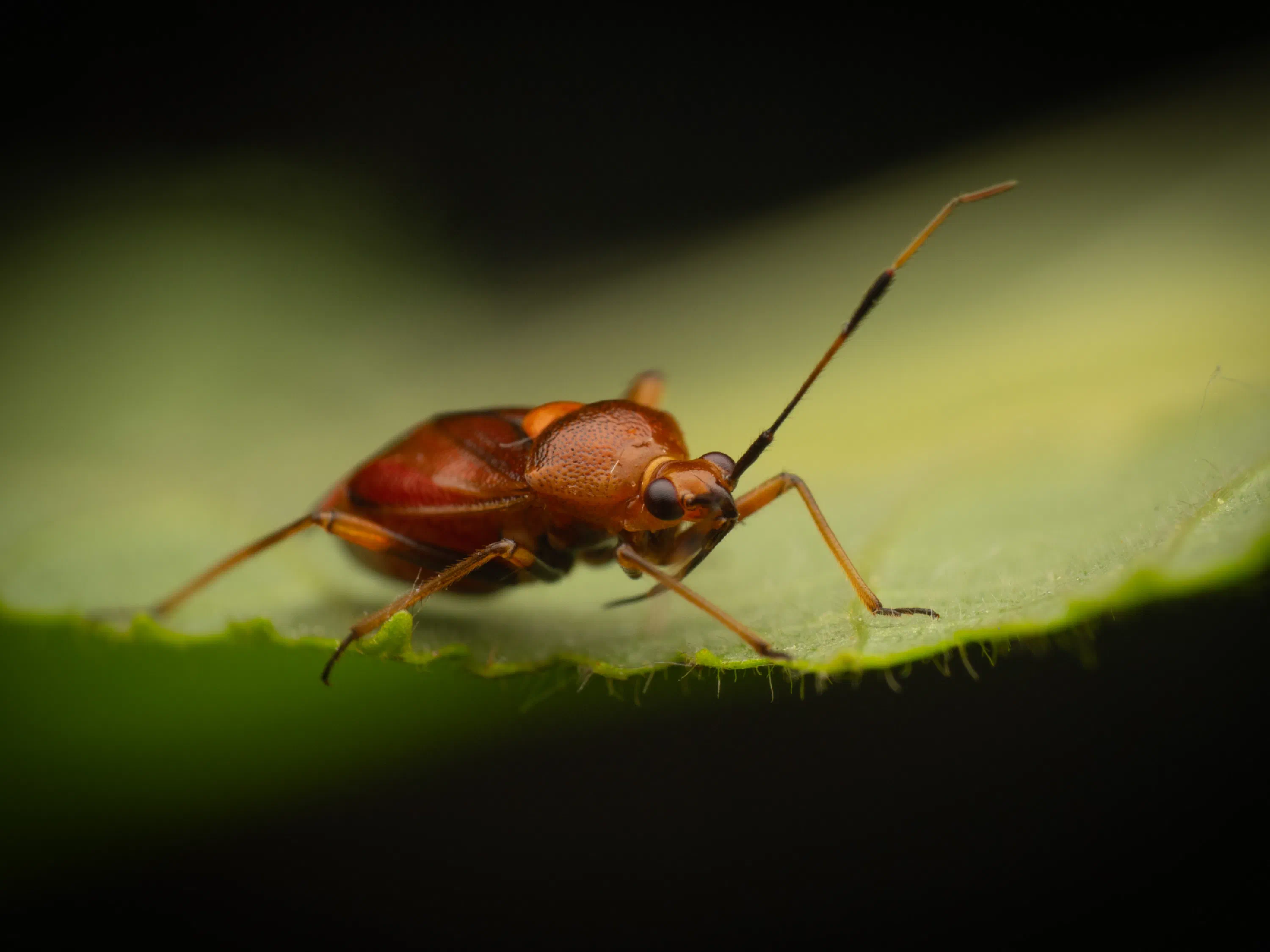 Deraeocoris ruber