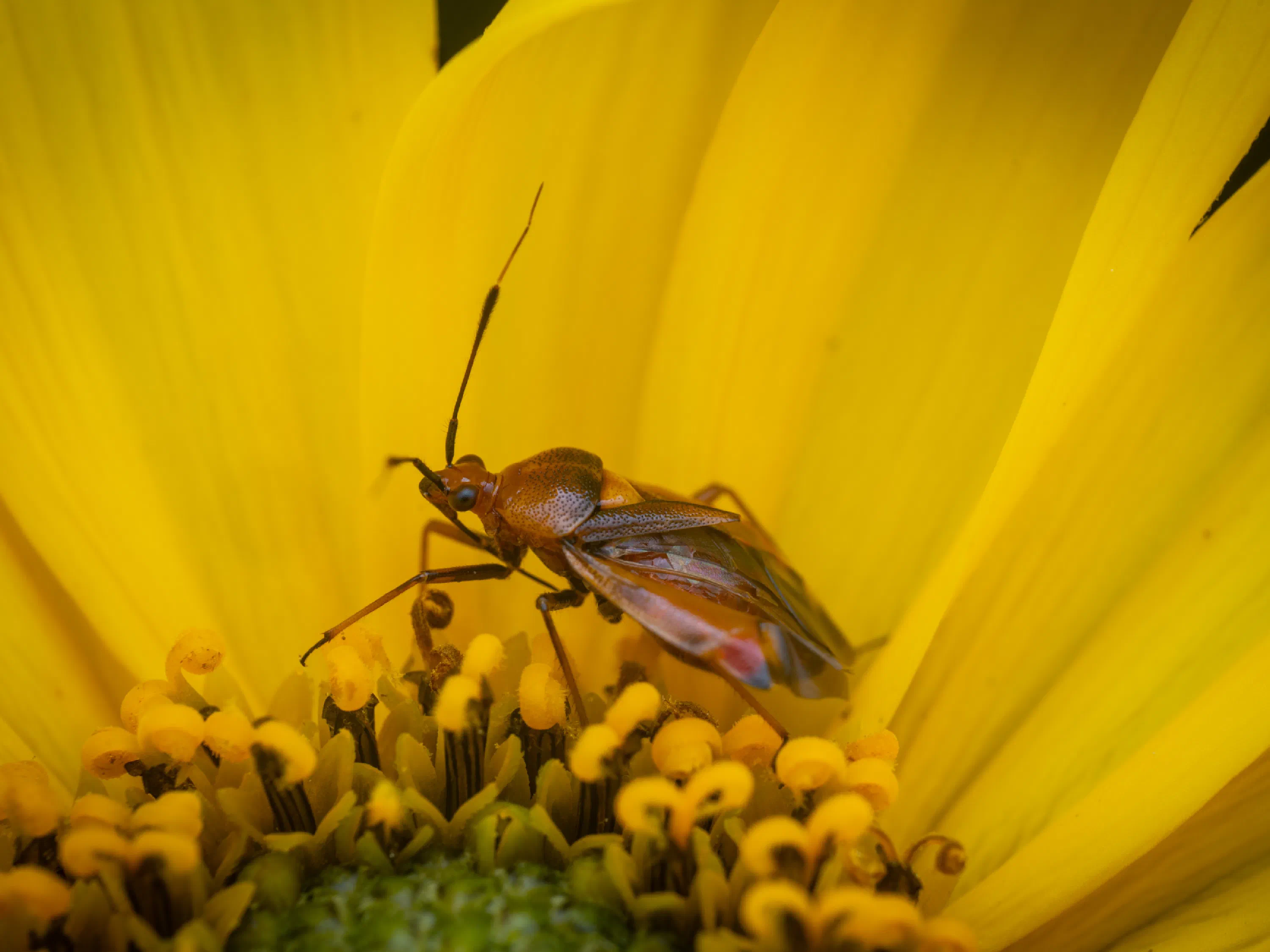 Deraeocoris ruber