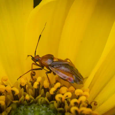 red-spotted plant bug