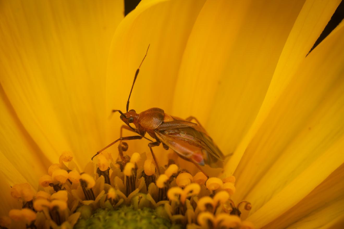 red-spotted plant bug – No. 12