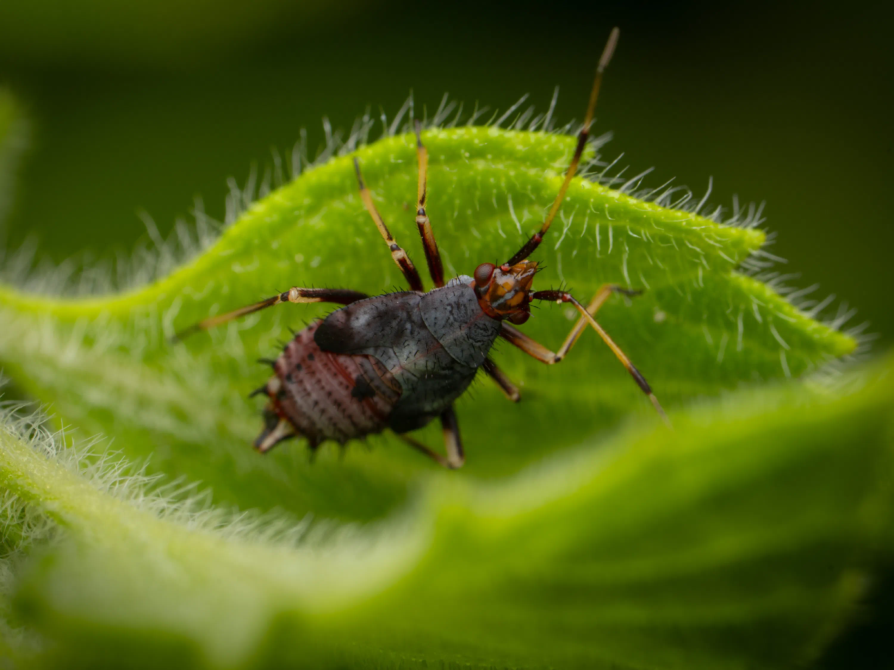 Deraeocoris ruber