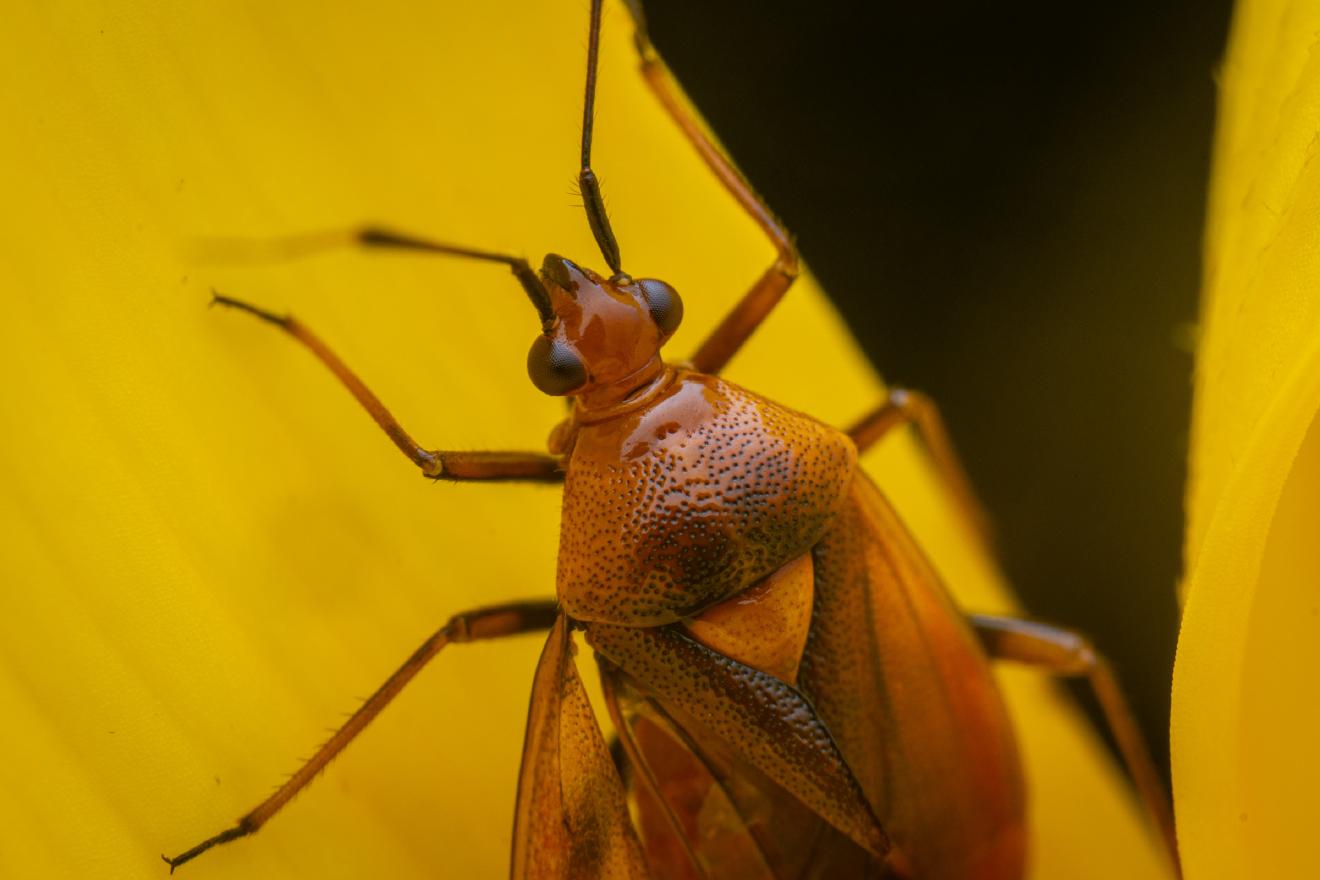 red-spotted plant bug – No. 13