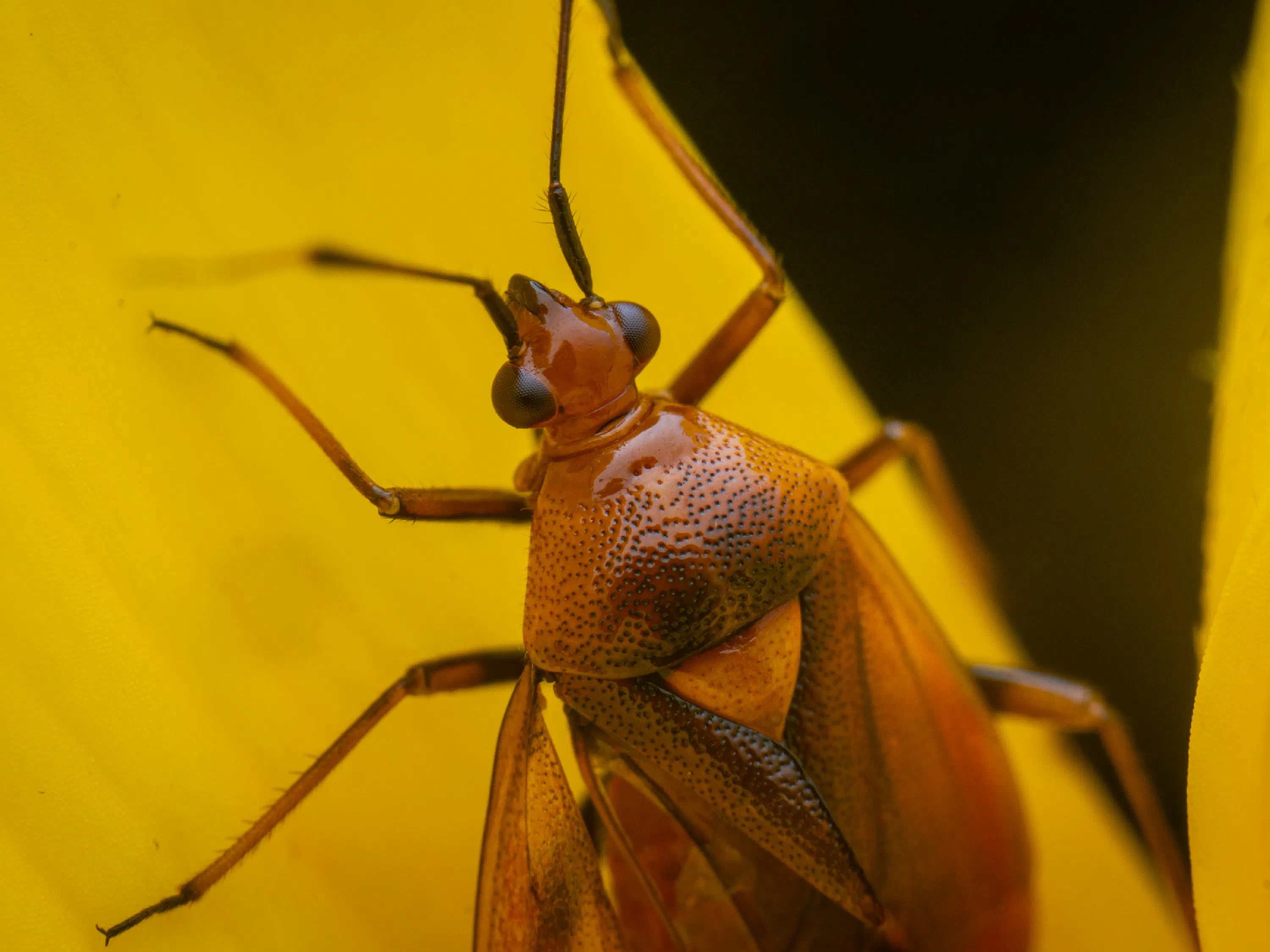 Deraeocoris ruber