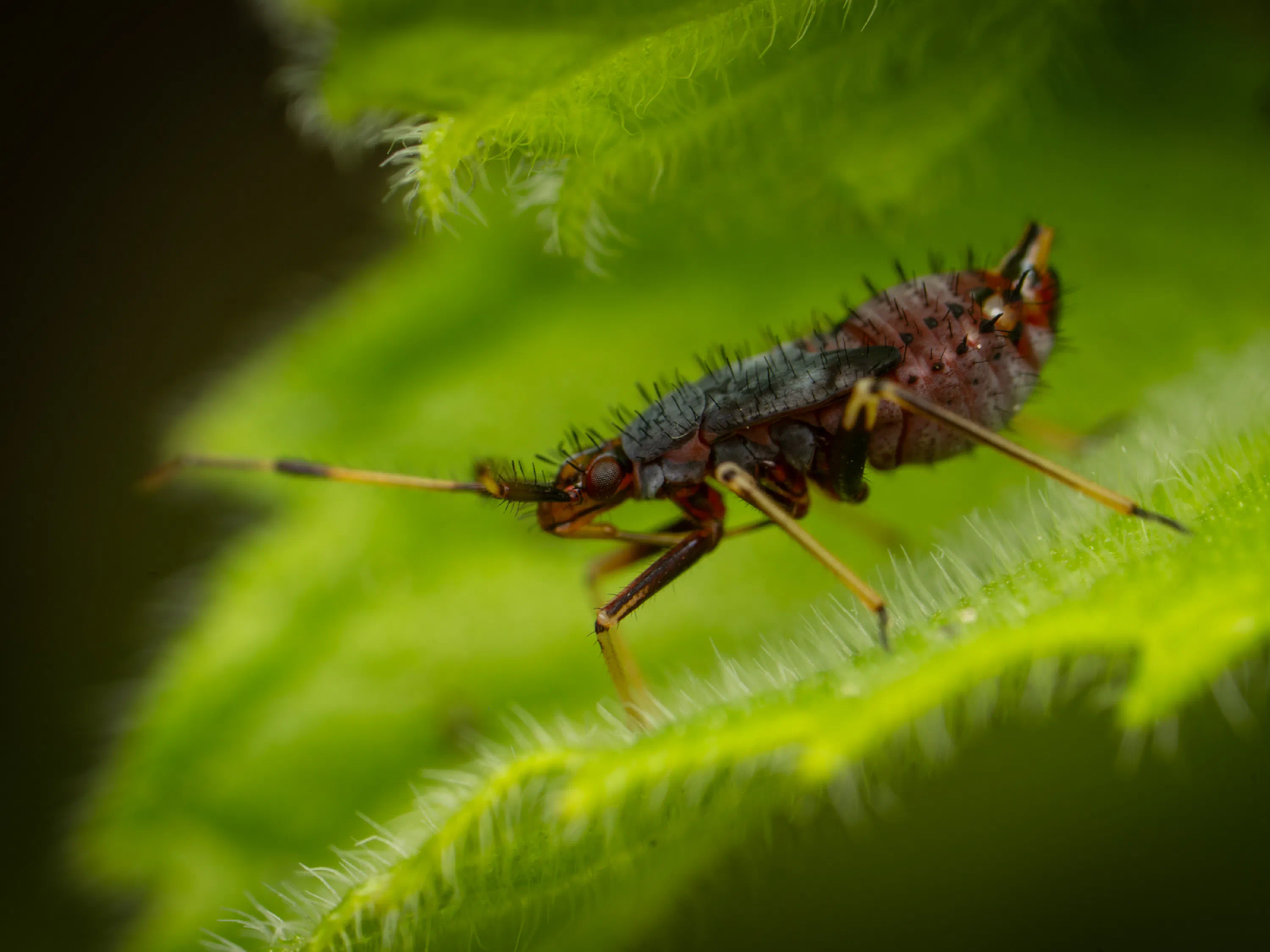 Deraeocoris ruber