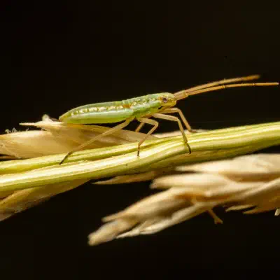 Punaise verte à antennes fauves