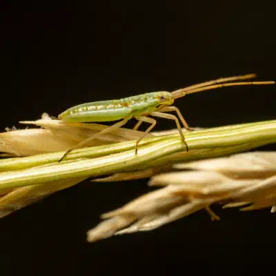 Trigonotylus ruficornis