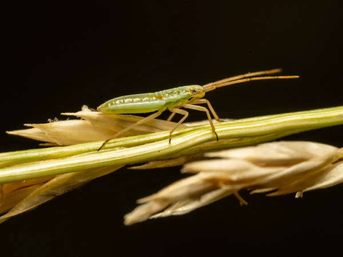 Punaise verte à antennes fauves