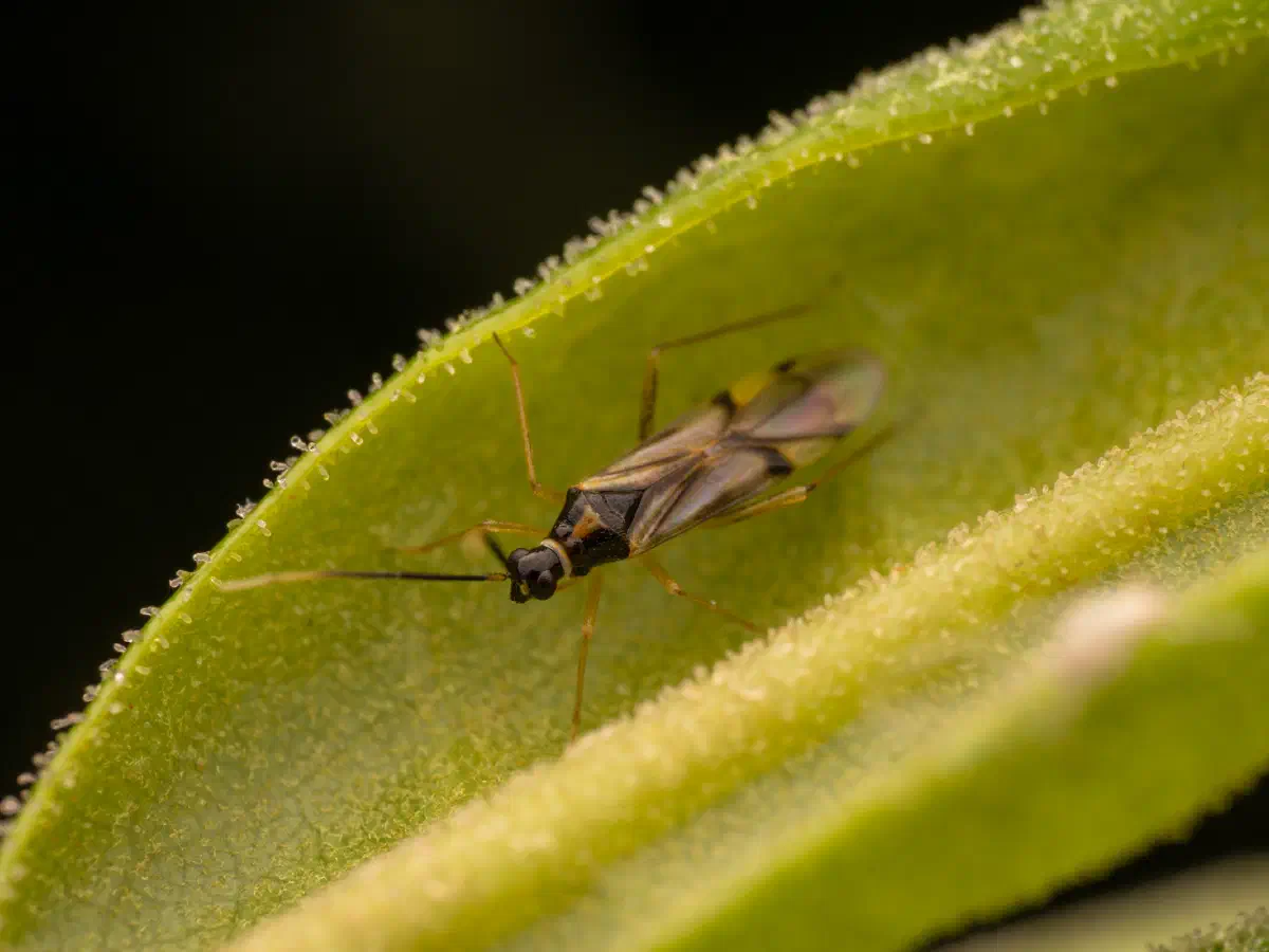 Tupiocoris rhododendri