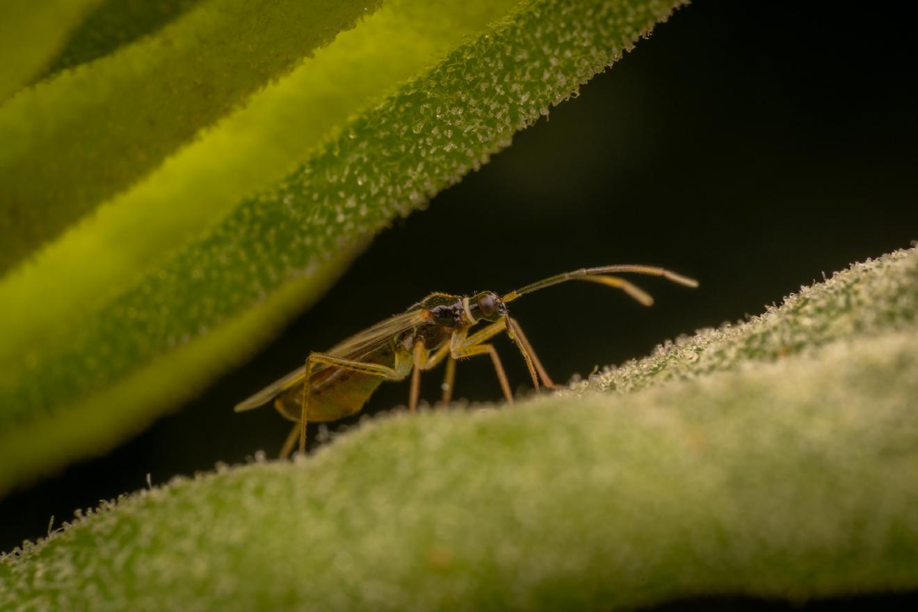 Tupiocoris rhododendri – No. 2