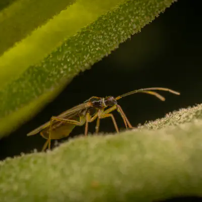 Tupiocoris rhododendri