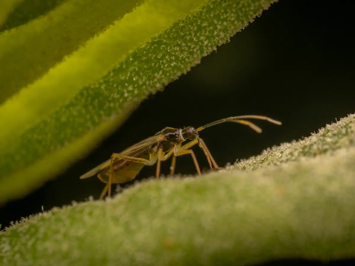 Tupiocoris rhododendri
