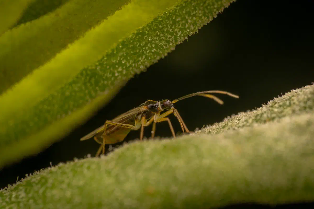 Tupiocoris rhododendri