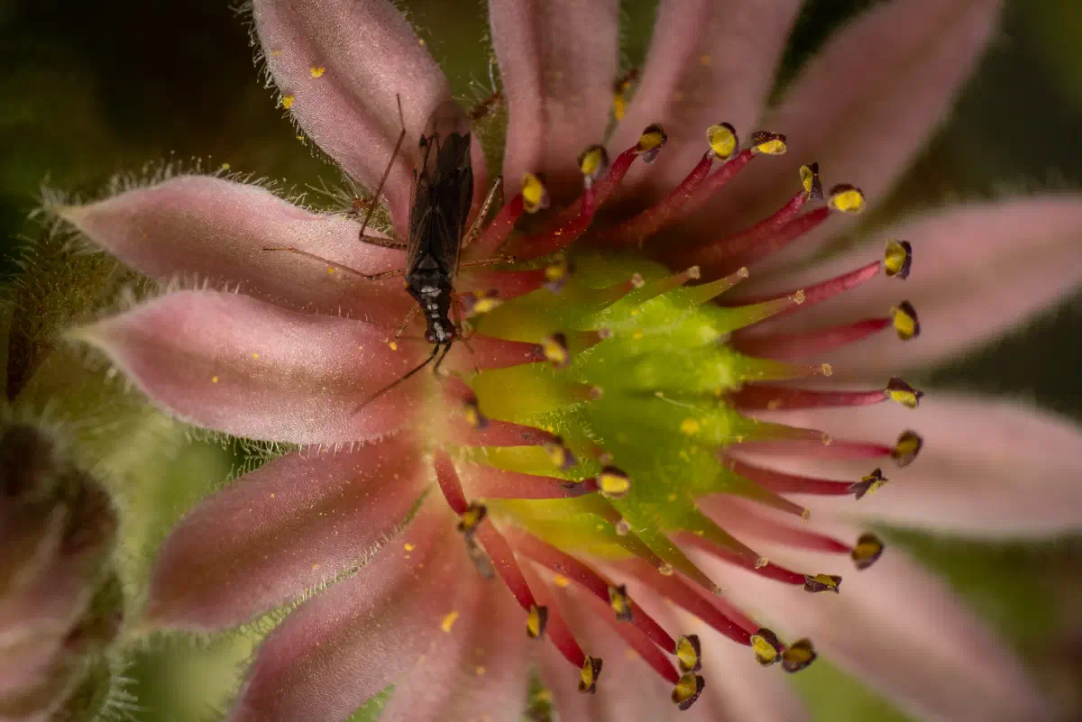 Unbeständiger Schmalhans