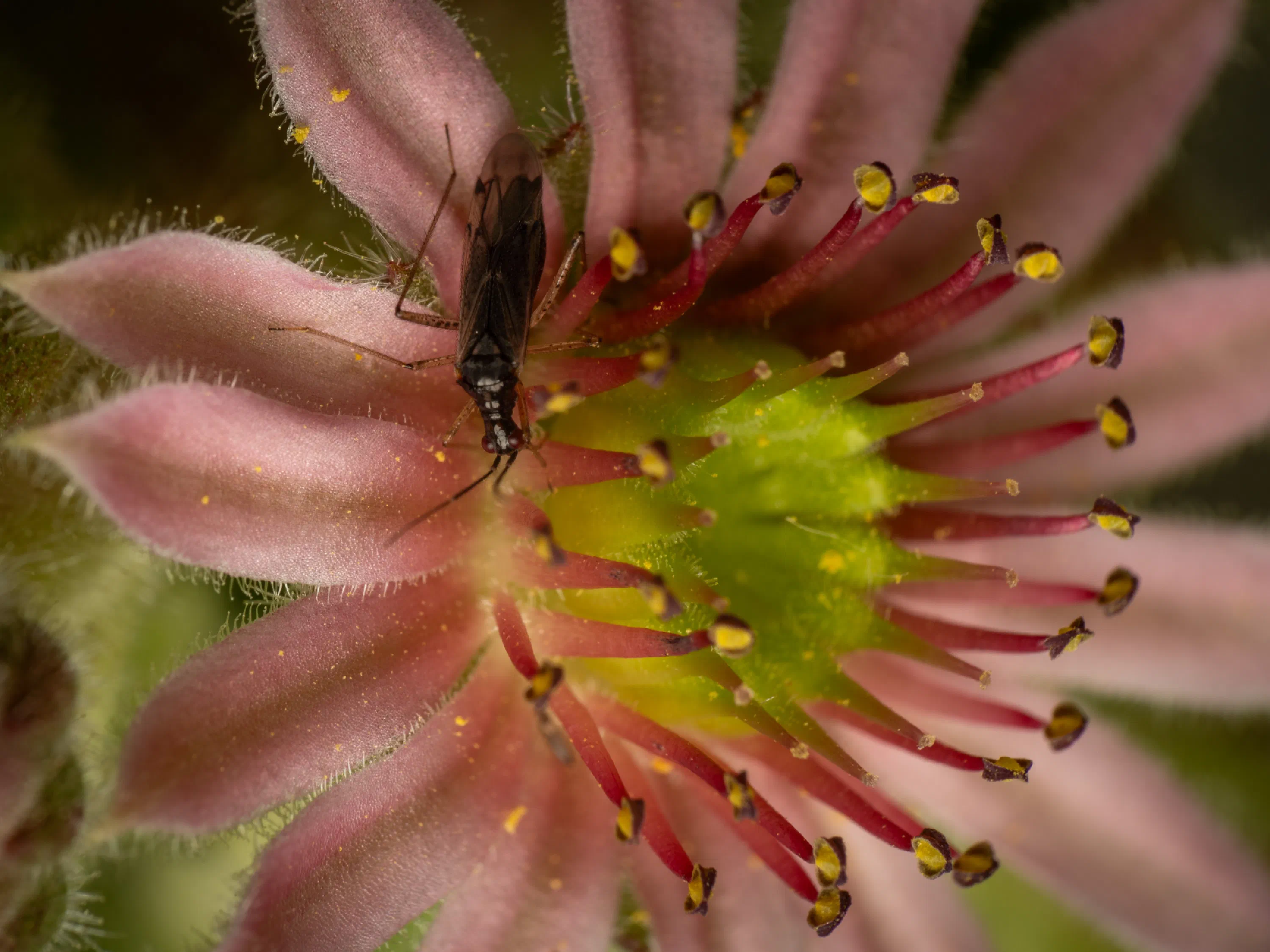 Dicyphus errans