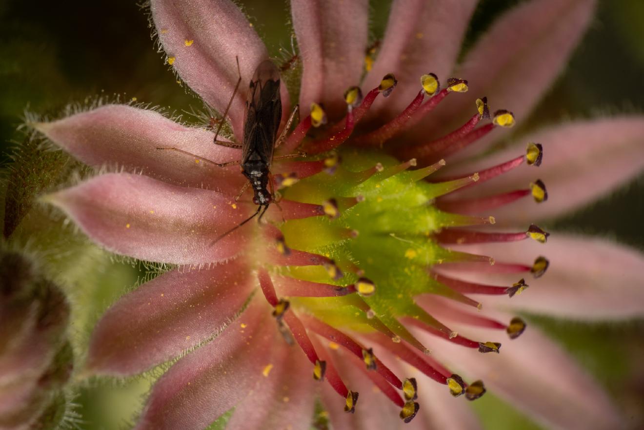 Dicyphus errans – No. 1