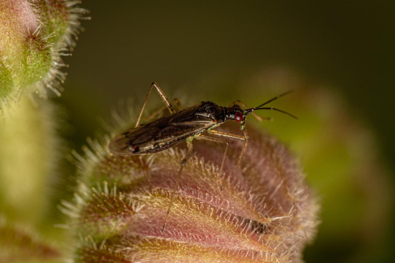 Dicyphus errans – No. 2