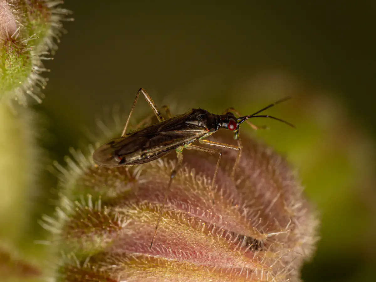 Dicyphus errans
