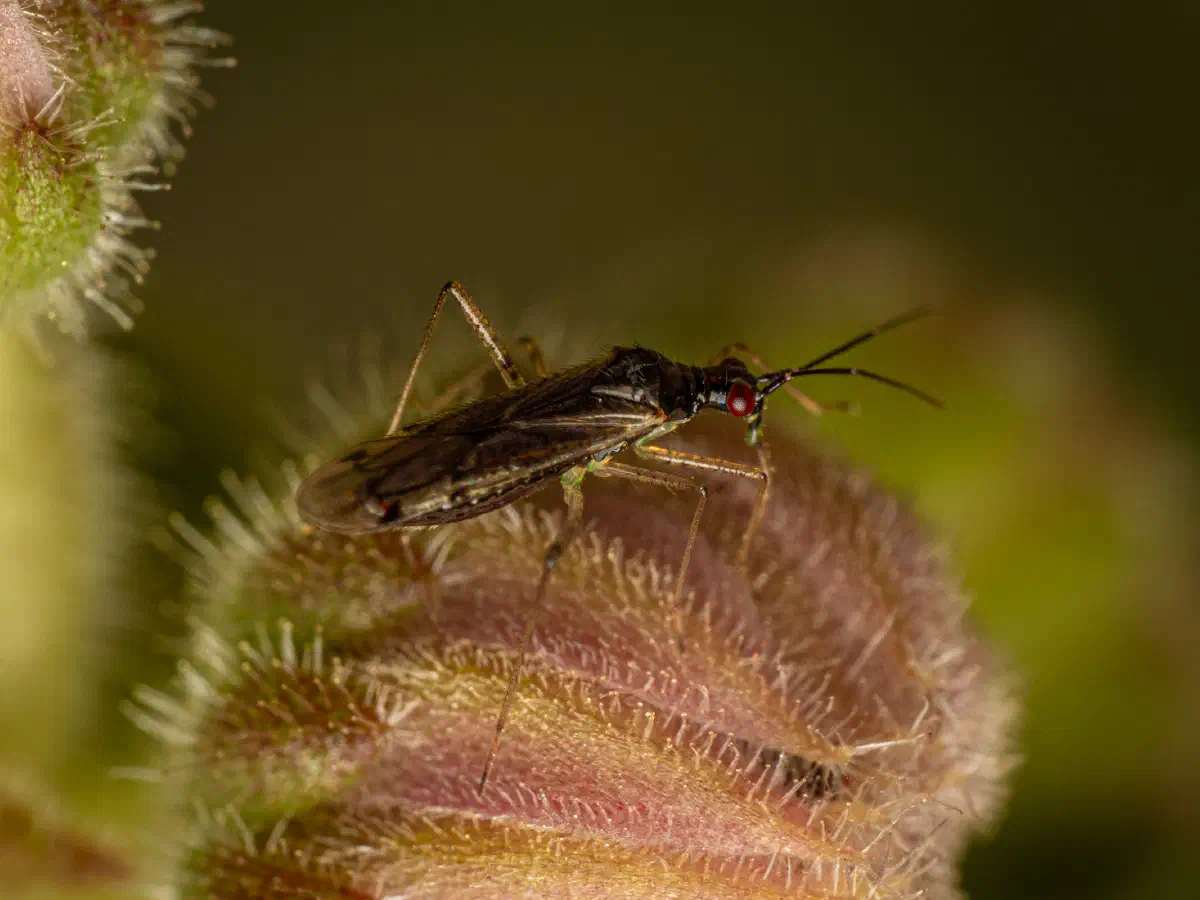 Dicyphus errans