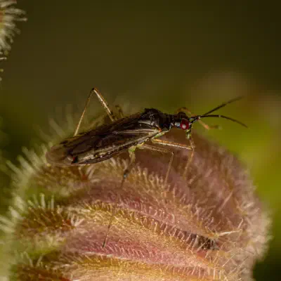 Dicyphus errans