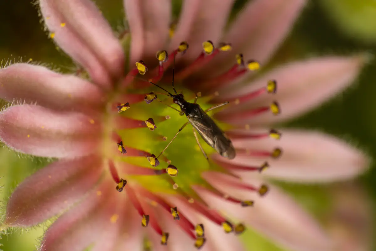 Dicyphus errans – No. 3