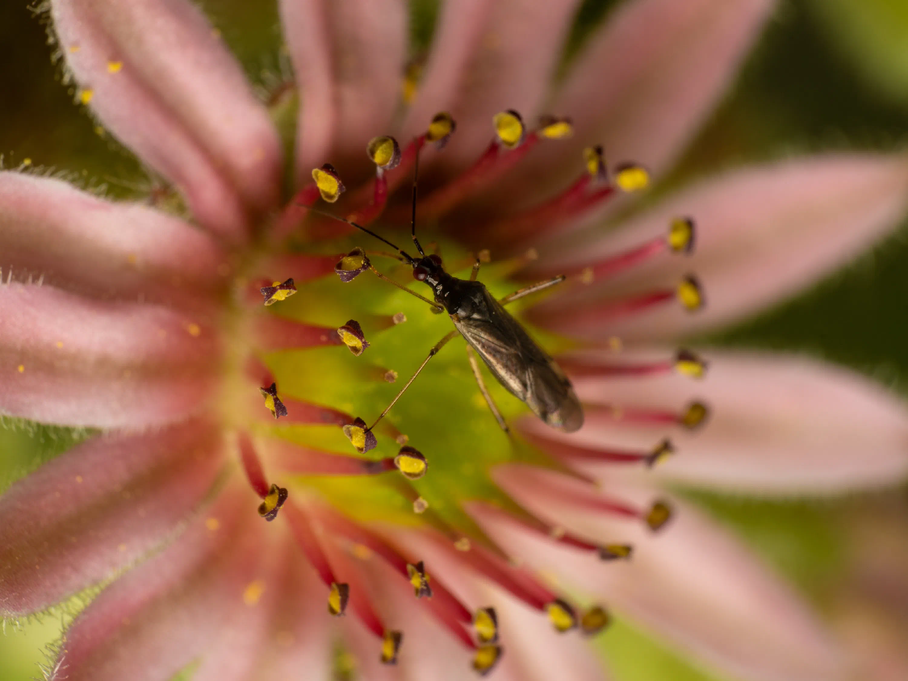 Dicyphus errans