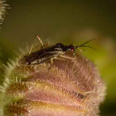 Dicyphus errans