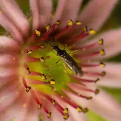 Dicyphus errans