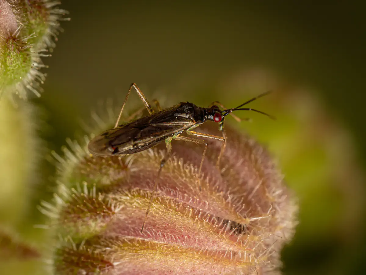 Dicyphus errans