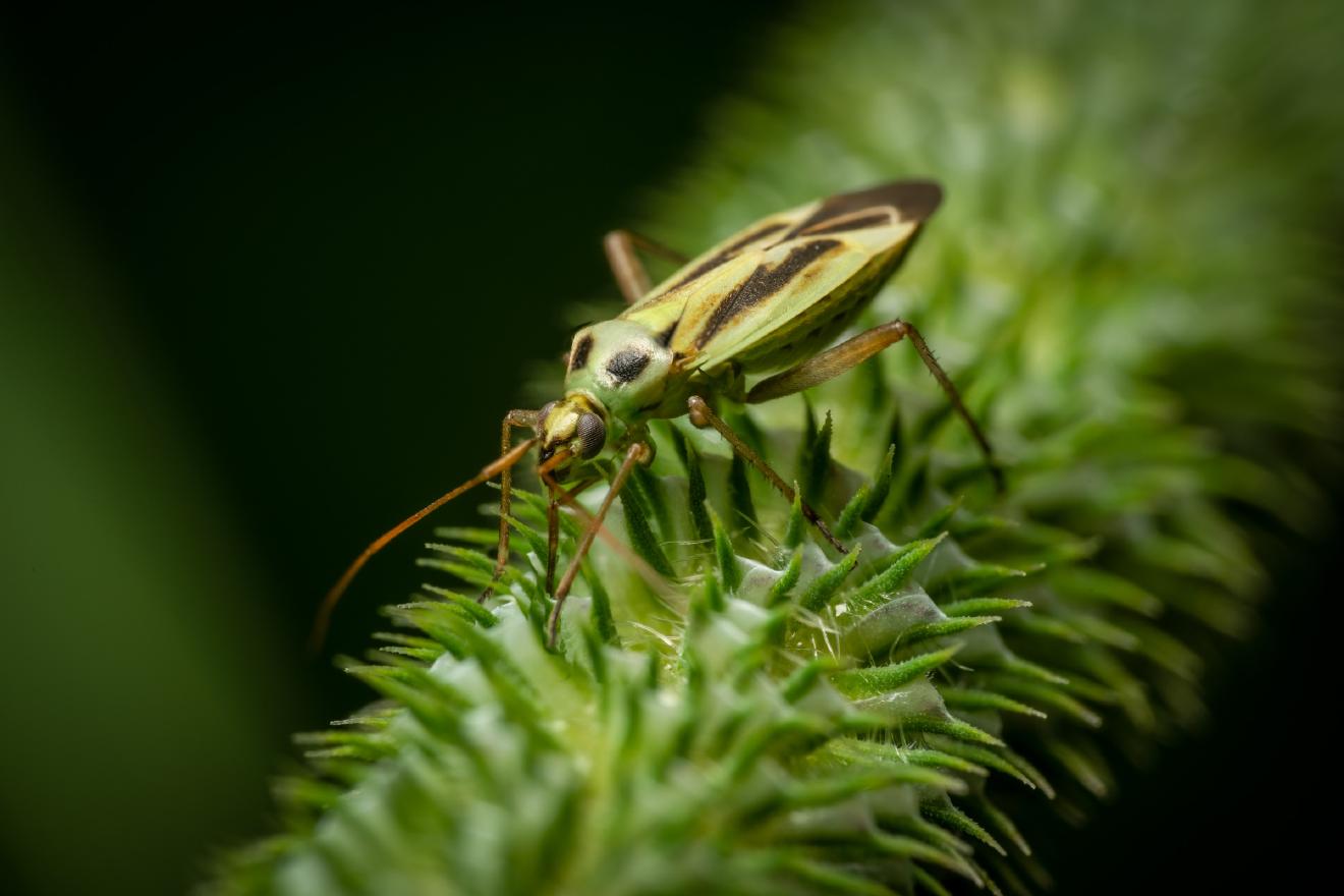 Two-spotted Grass Bug – No. 1