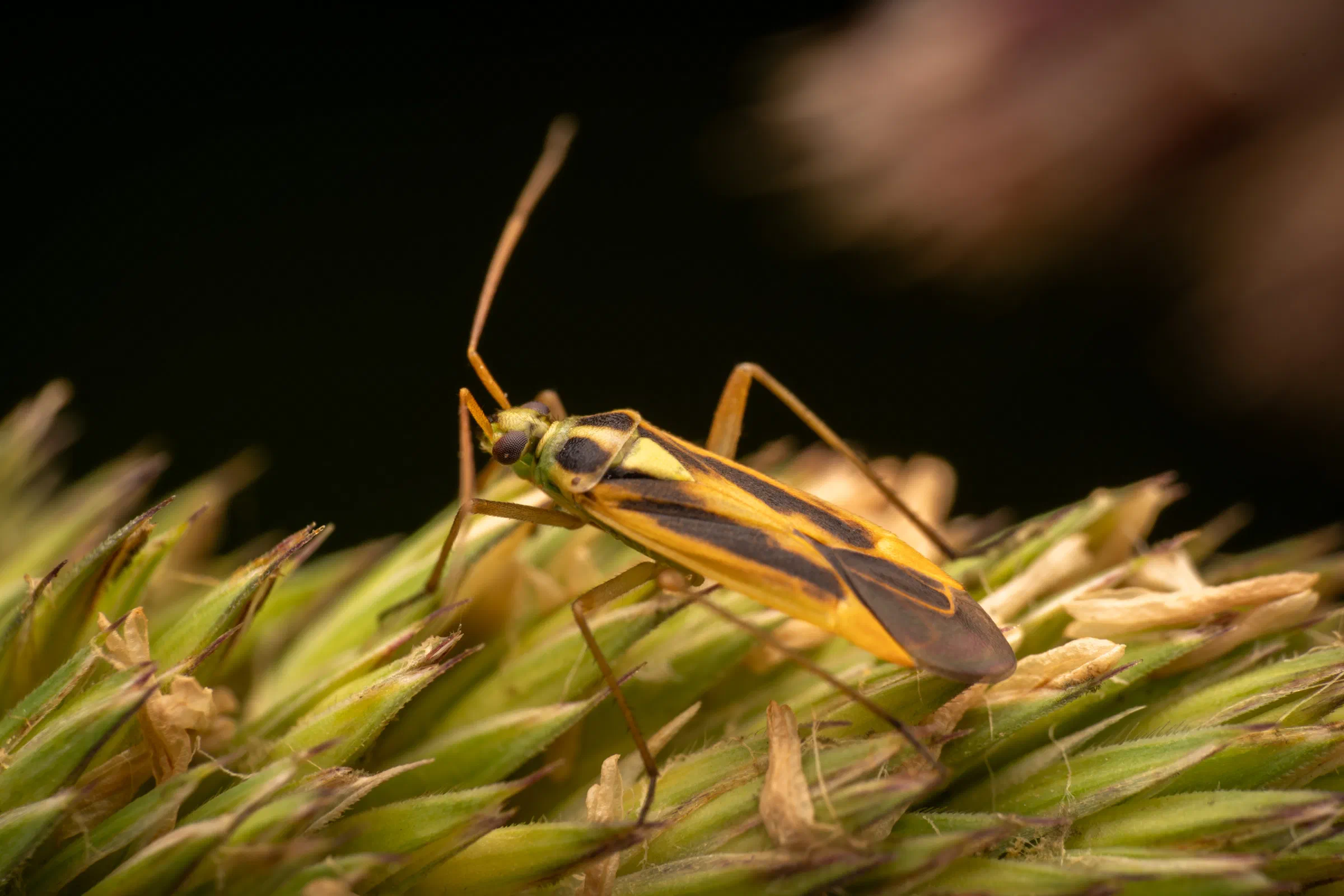 Stenotus binotatus