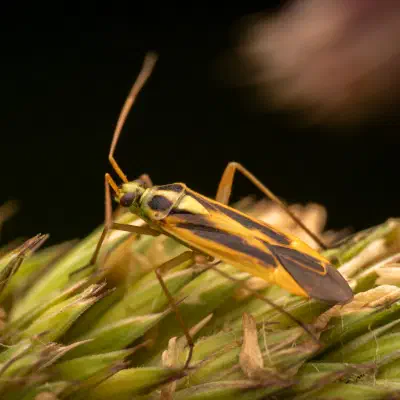 Two-spotted Grass Bug