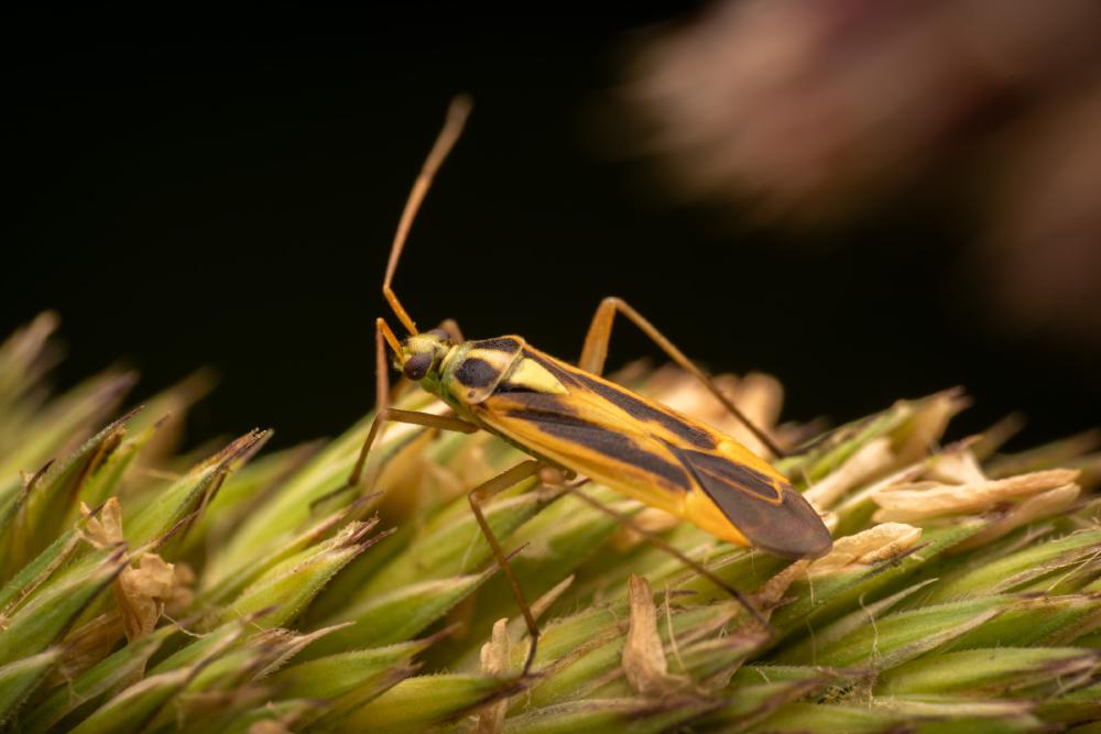 January 20, 2025 – Issue No. 521
– Issue No. 521: “Two-spotted Grass Bug“ Two-spotted Grass Bug
