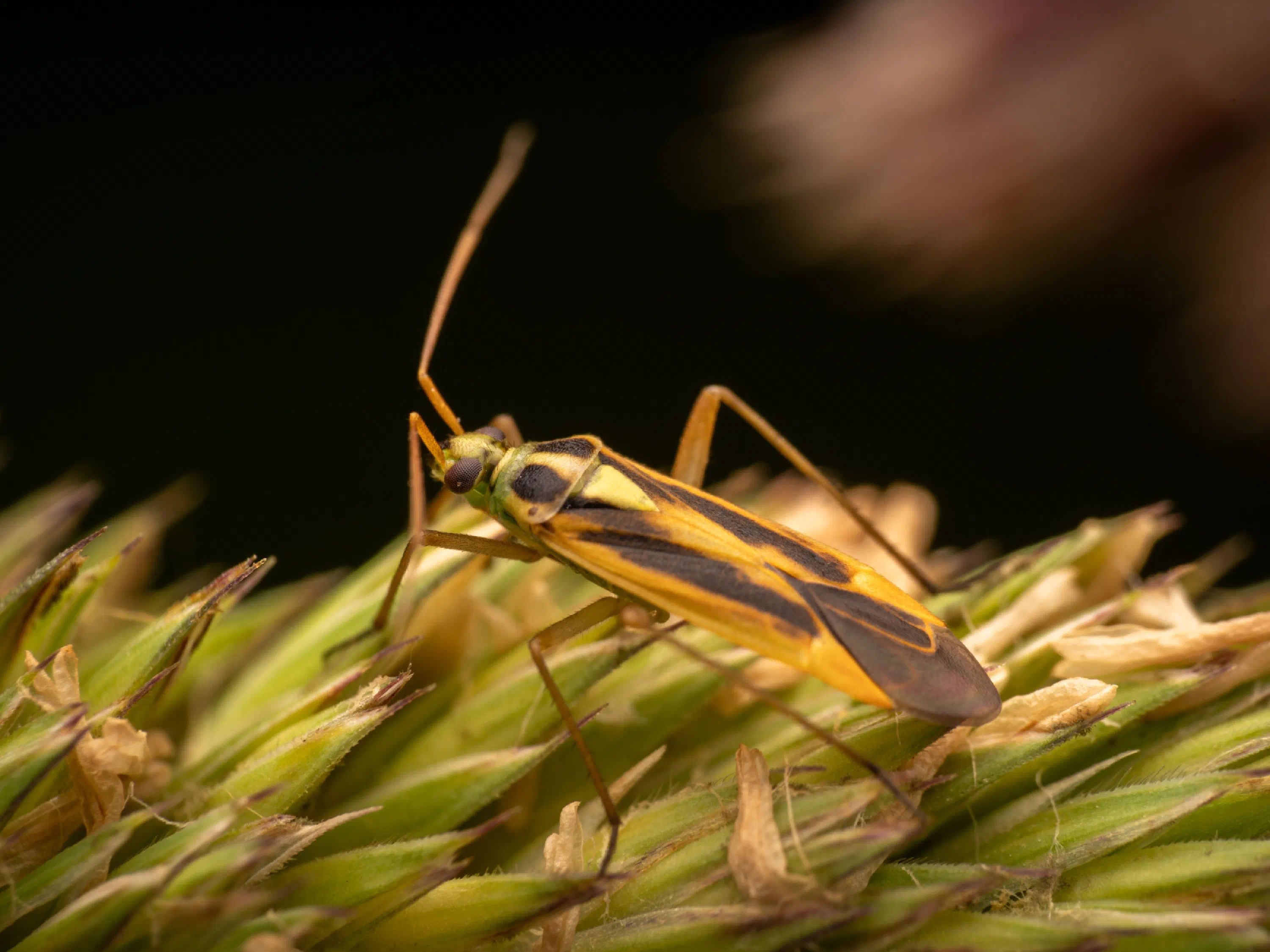 Stenotus binotatus