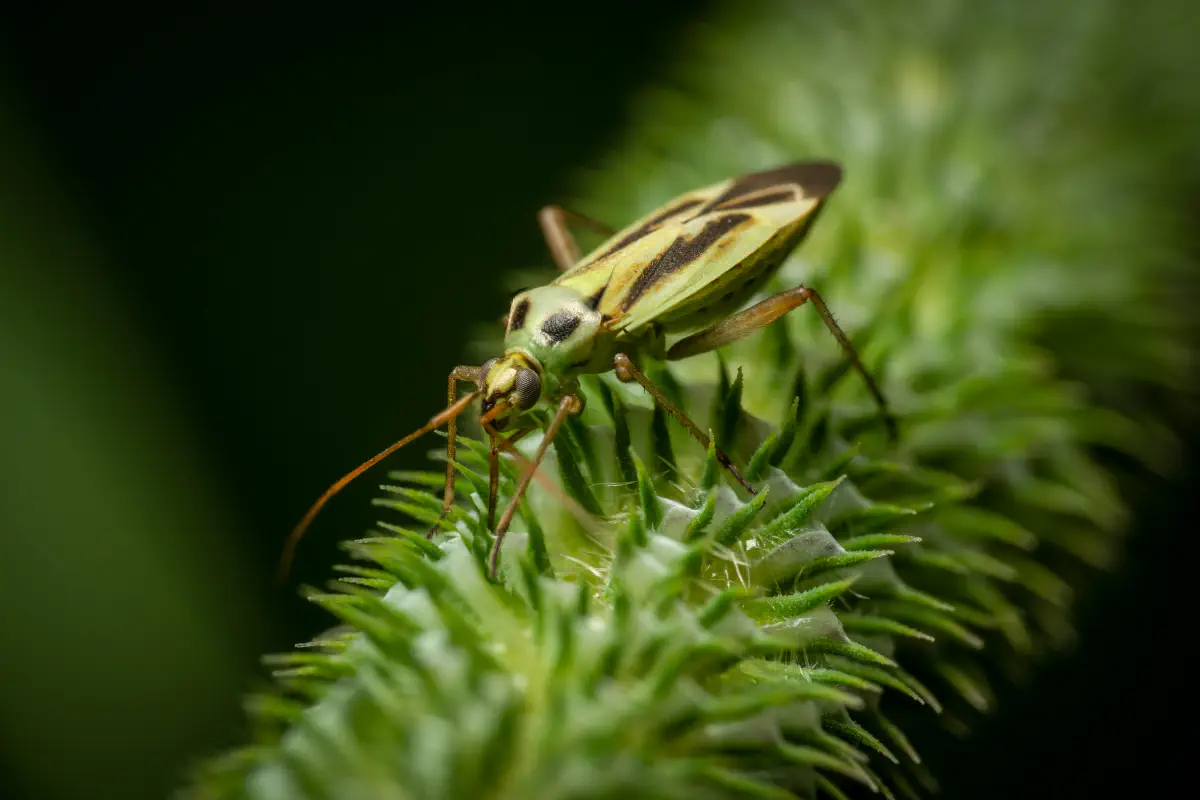 Two-spotted Grass Bug