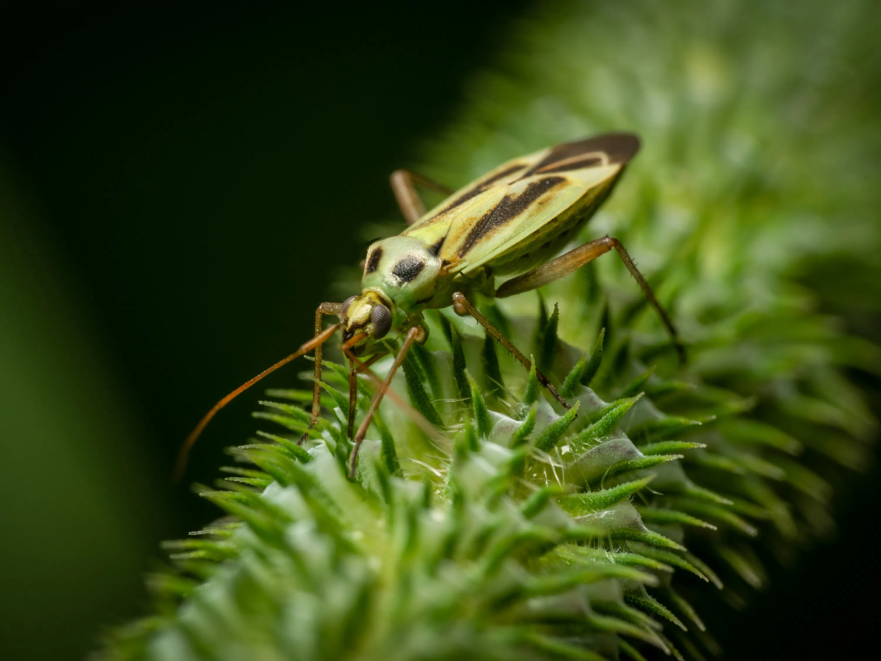 Stenotus binotatus