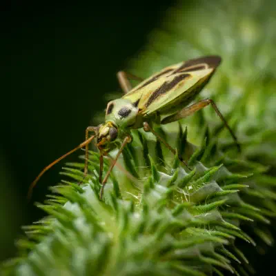 Two-spotted Grass Bug