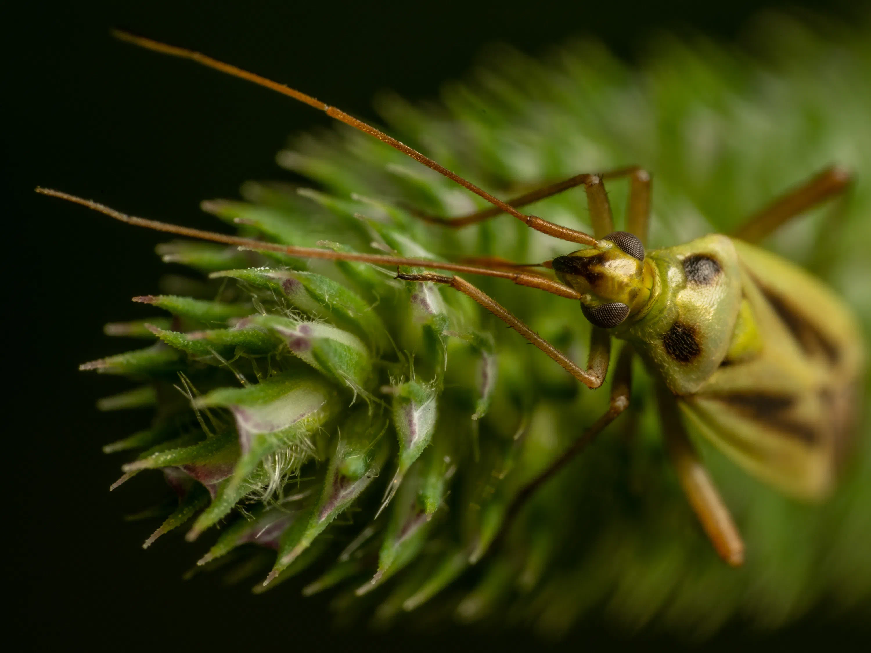 Stenotus binotatus