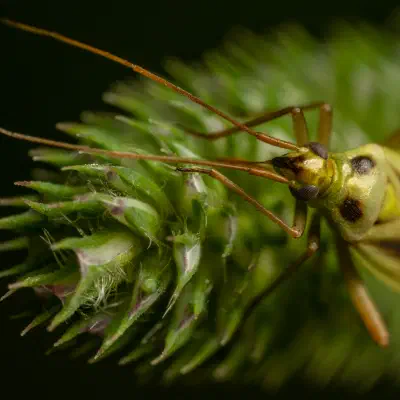 Two-spotted Grass Bug