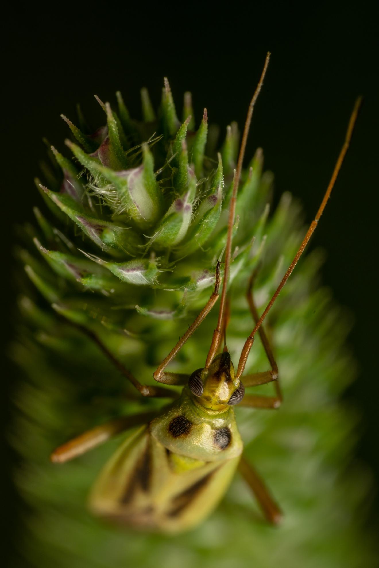 Two-spotted Grass Bug – No. 3