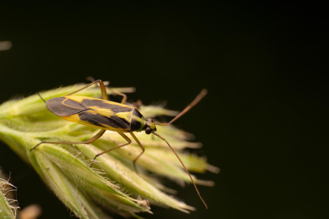 Two-spotted Grass Bug – No. 4