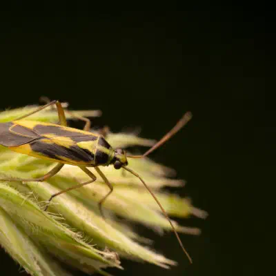 Two-spotted Grass Bug