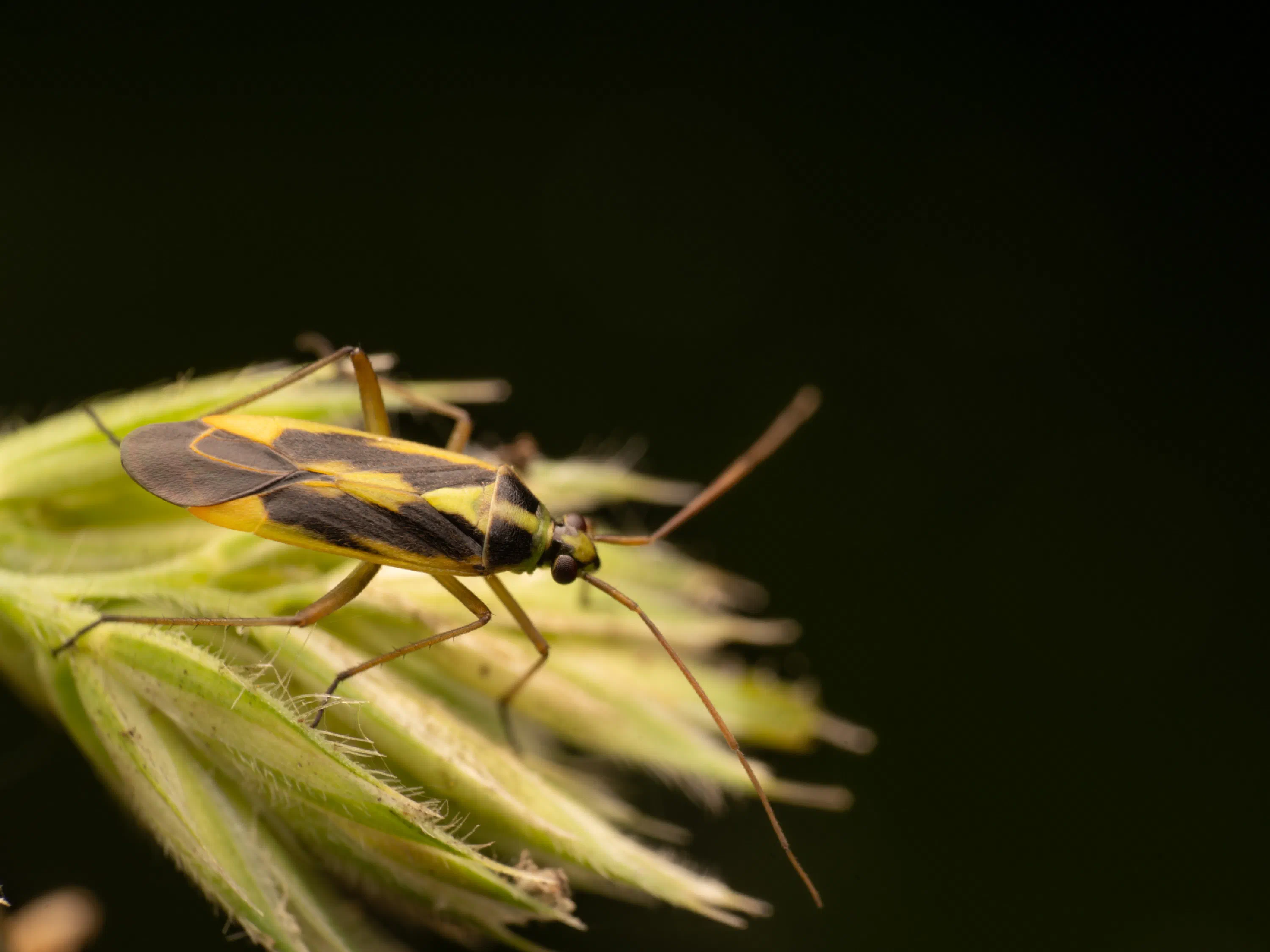 Stenotus binotatus