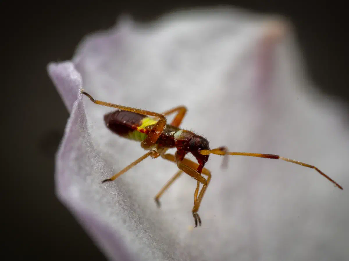 Closterotomus biclavatus