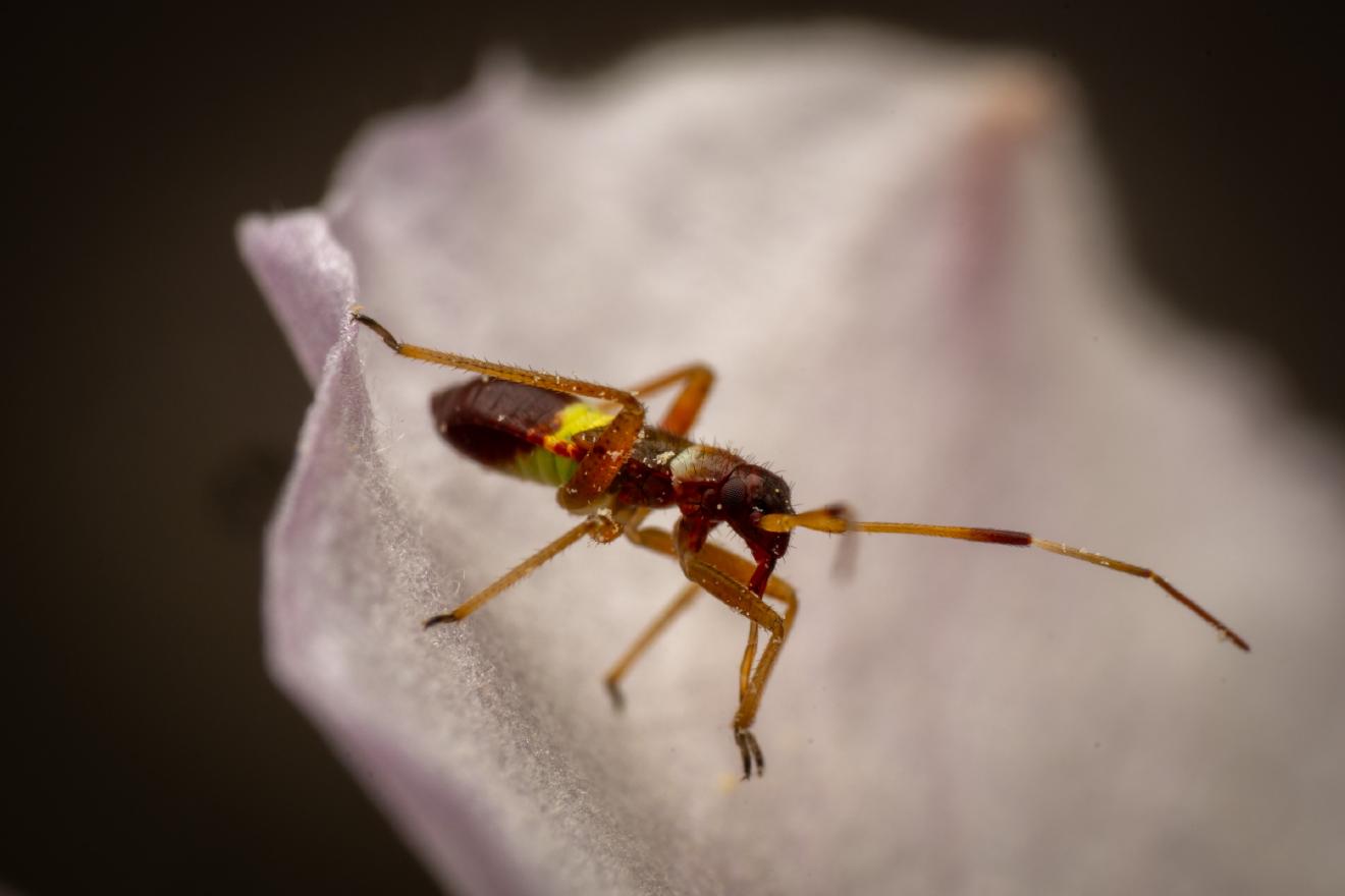 Closterotomus biclavatus – No. 1