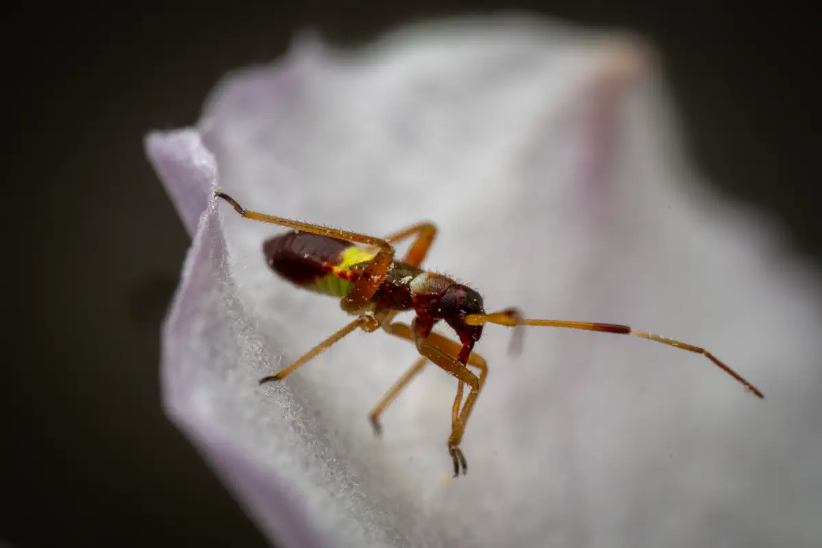 Closterotomus biclavatus – No. 1