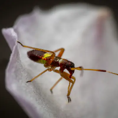 Closterotomus biclavatus